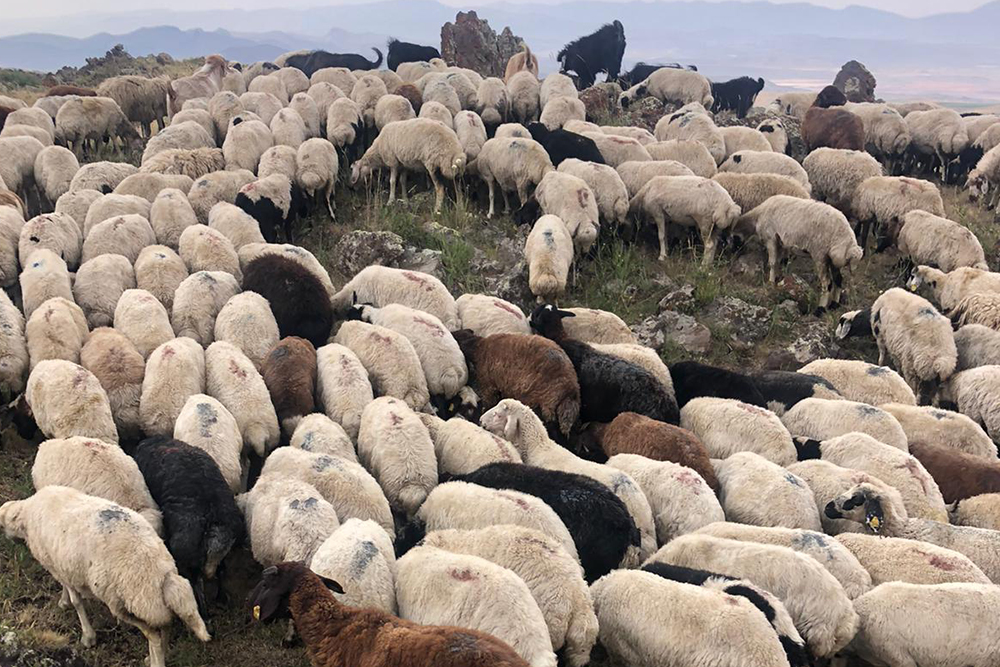Kurbanlıkta Hijyen ve Güven