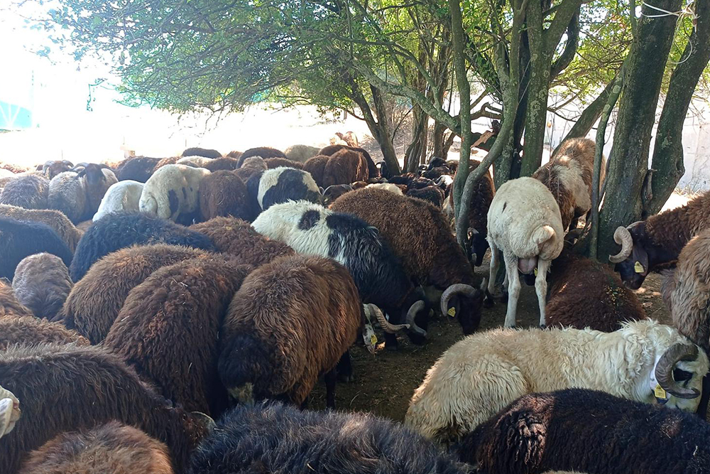 Şehir Dışına Kurbanlık Gönderimi