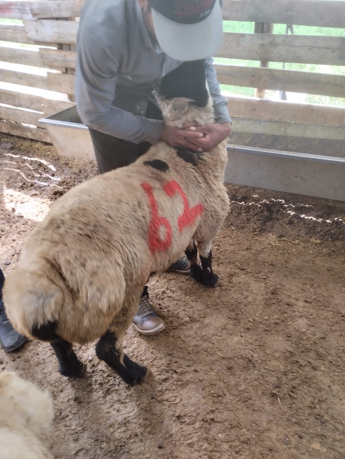 Adaklık Küçükbaş Hayvanlarınız İçin Uygun Fiyatlı ve Güvenli Hizmet