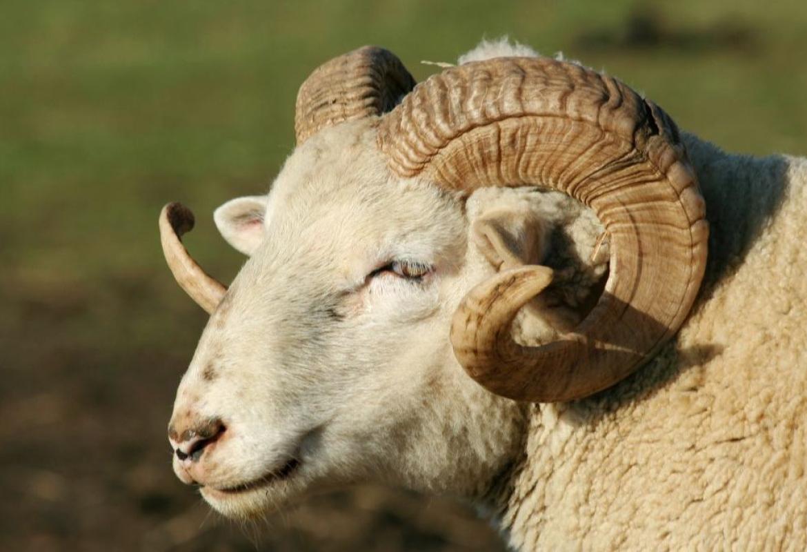 Kadınlara ve Yaşlılara Özel Seçim Yardımı