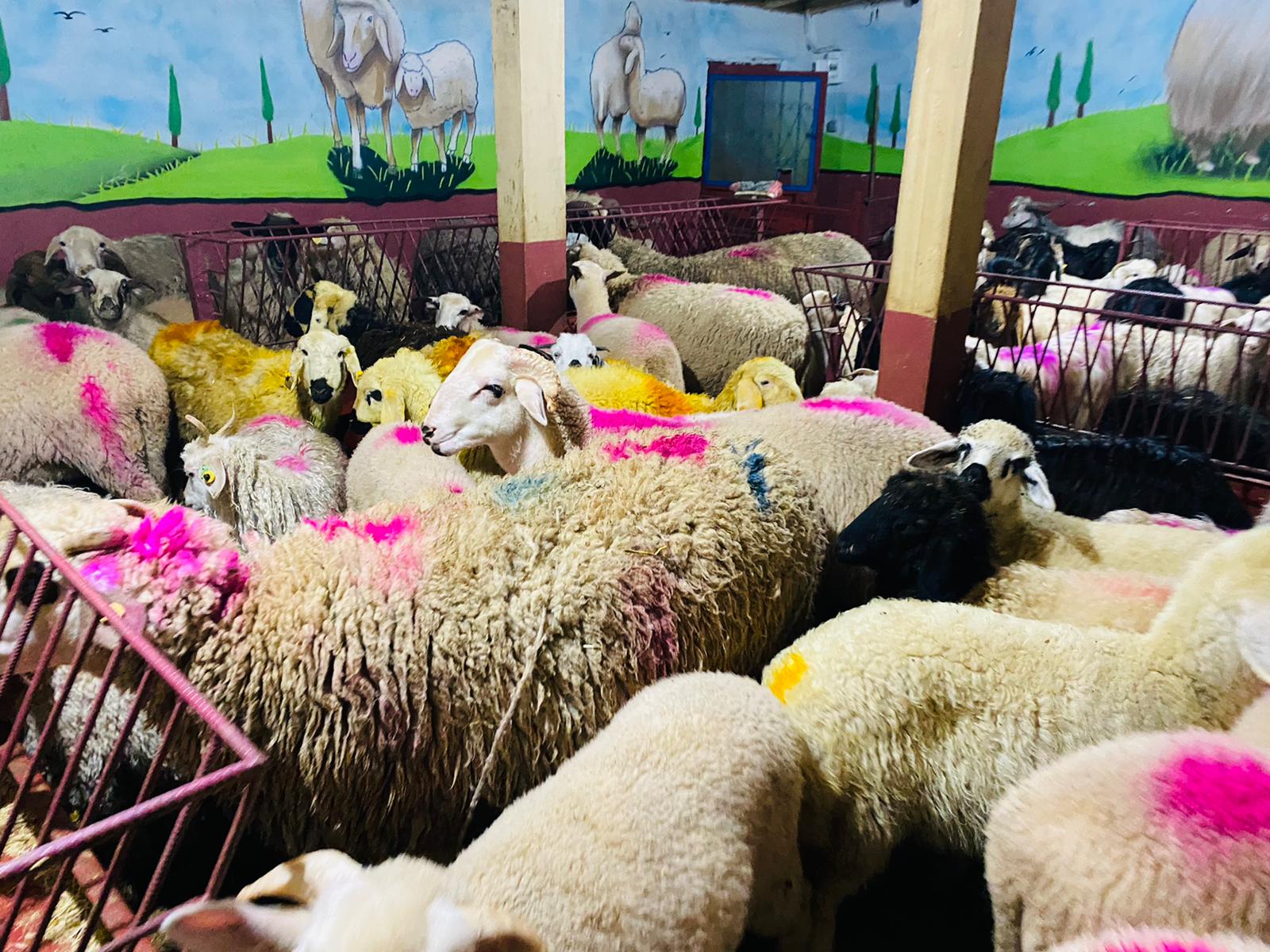 Toplu Adaklık Kurbanlık Temini