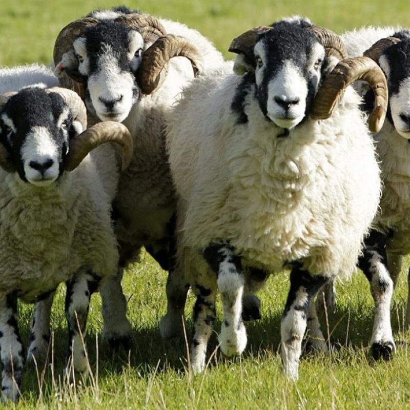 Adaklık Siparişlerde Aynı Gün Hizmet