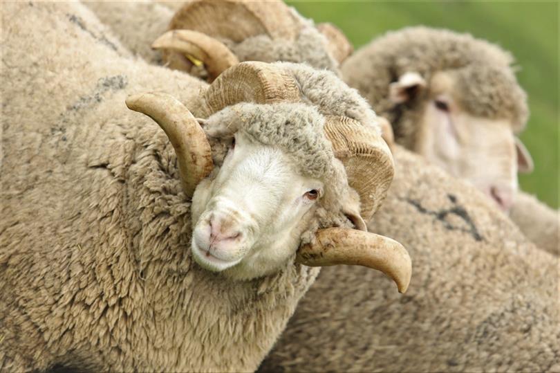 Adaklık İçin Uygun Yaş ve Kilo