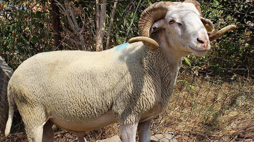 İsteğe Göre Kesim Hizmeti