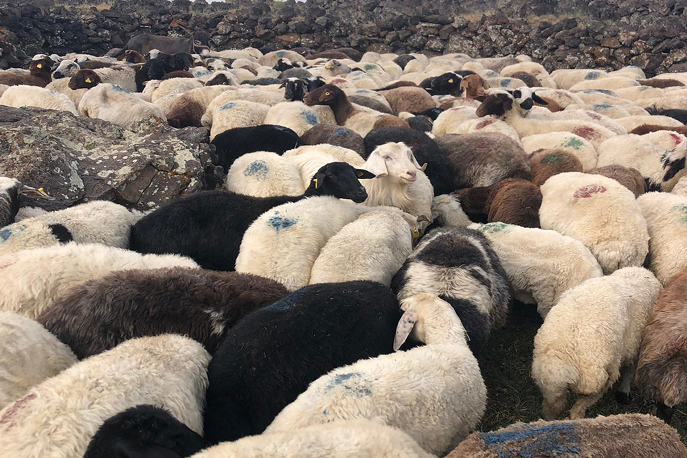 Malatya’da 7/24 Kurbanlık Hizmeti
