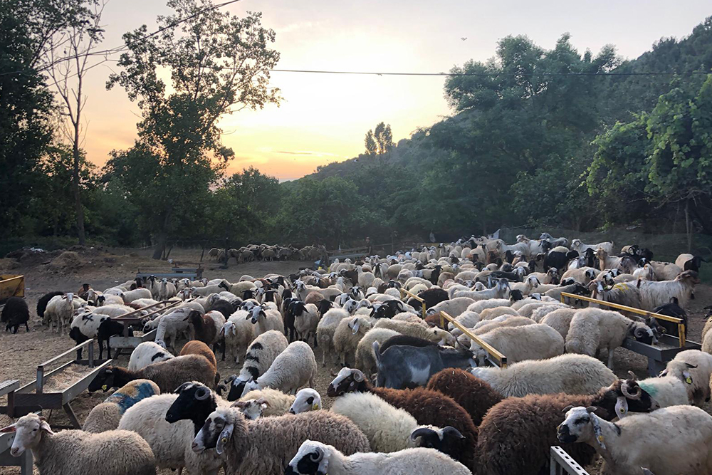 Malatya İçi Ücretsiz Teslimat