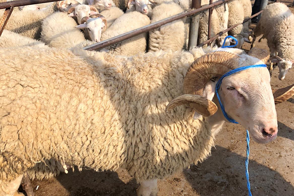 Canlı Görüntülü Hayvan Seçimi