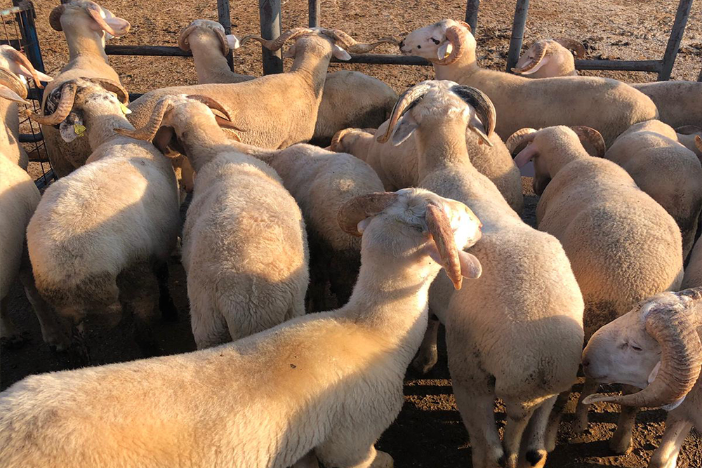 Veteriner Kontrolünden Geçmiş Hayvanlar