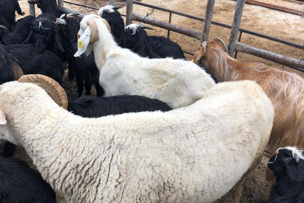 Koyun Adaklık Kurban Hizmeti