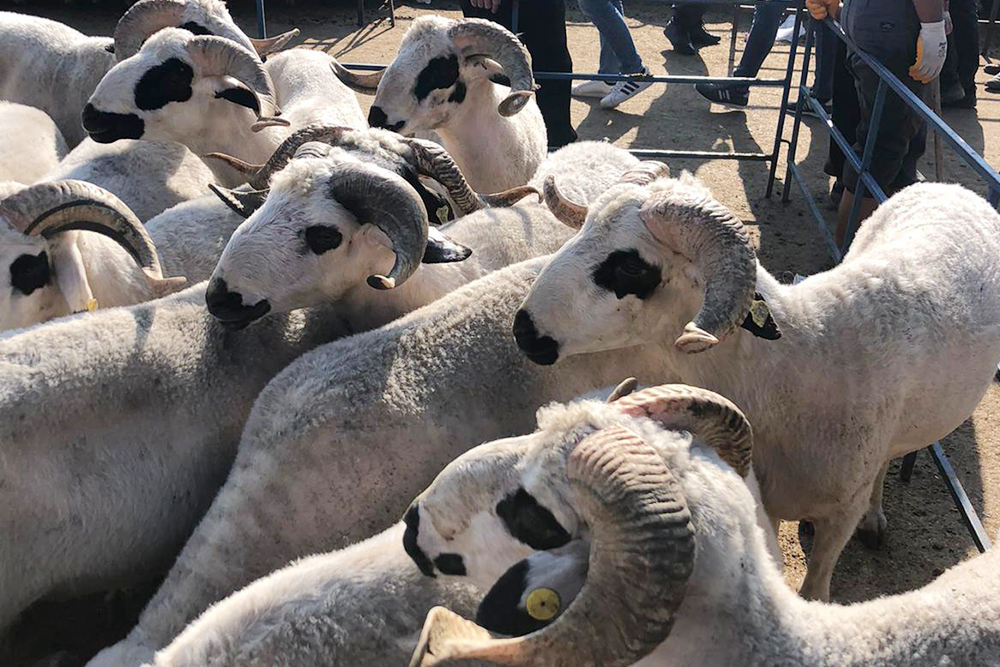 Adaklık Hayvan Kesim ve Teslimat