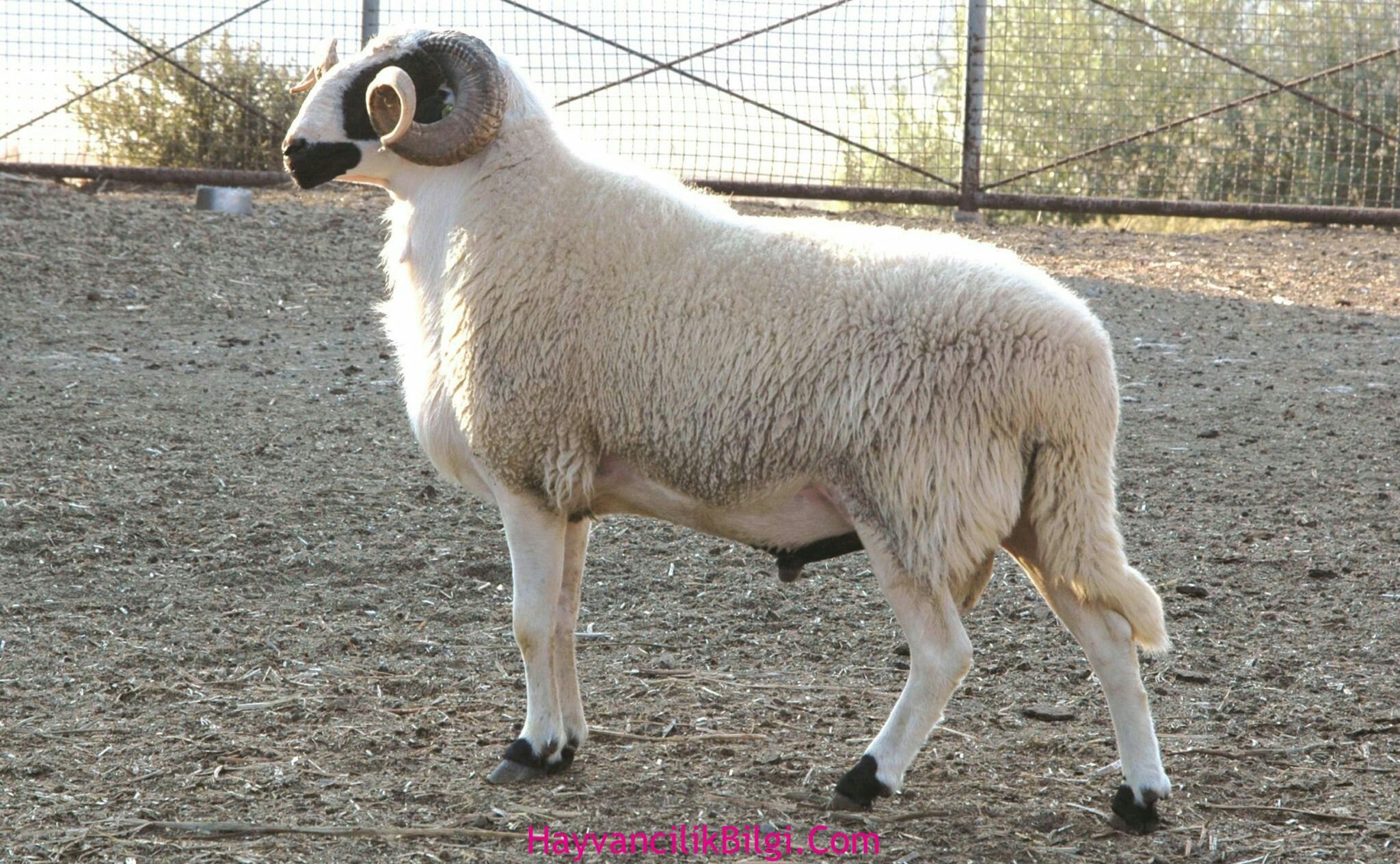 Adaklık Koç Satışı İçin Yerinde Seçim İmkânı