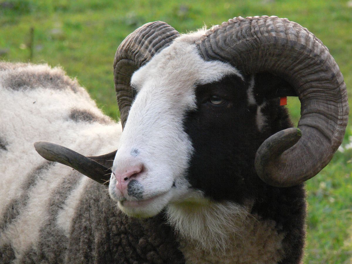 Adaklık Koç Malatya