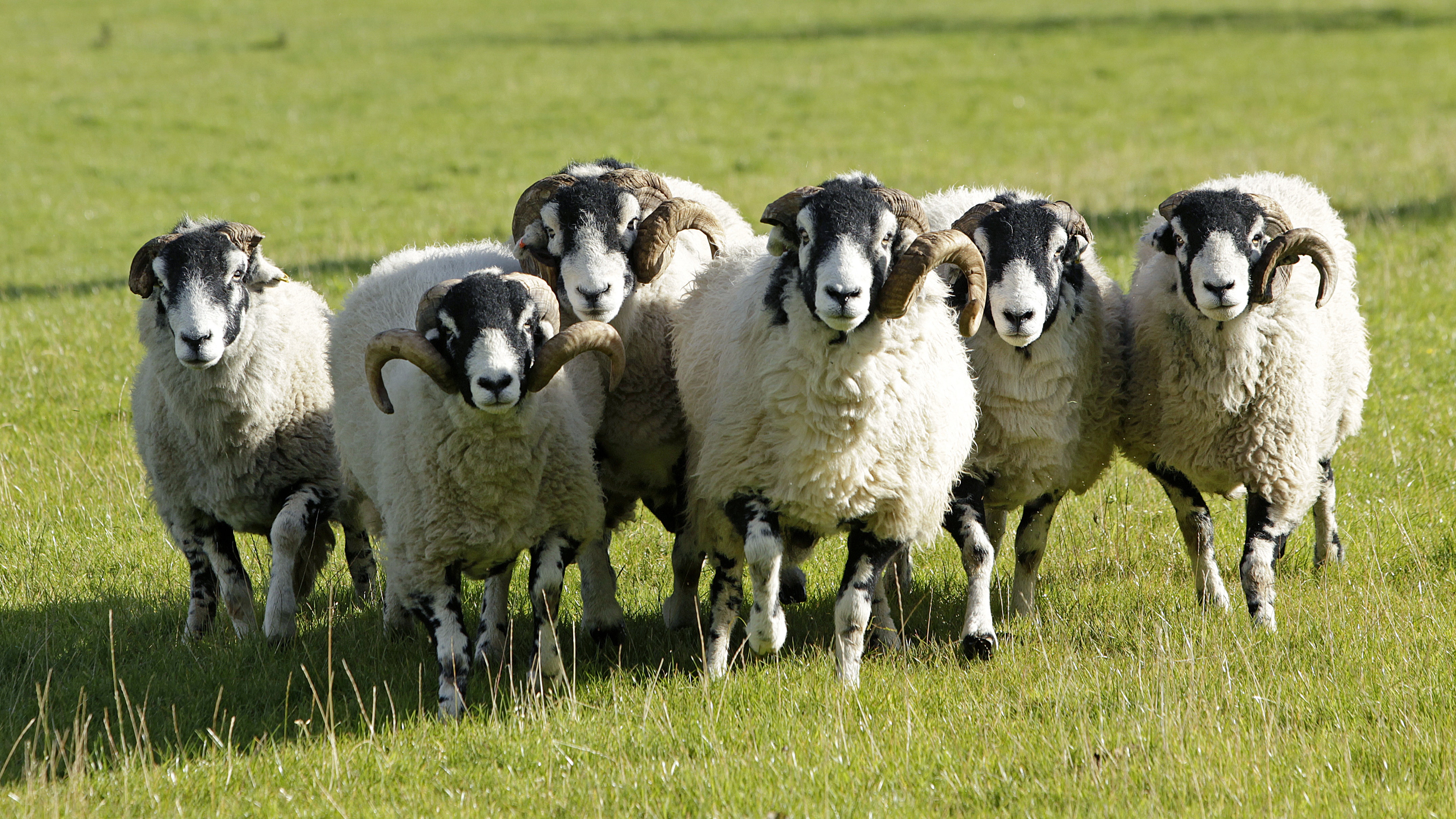 Malatya Adaklık Toklu
