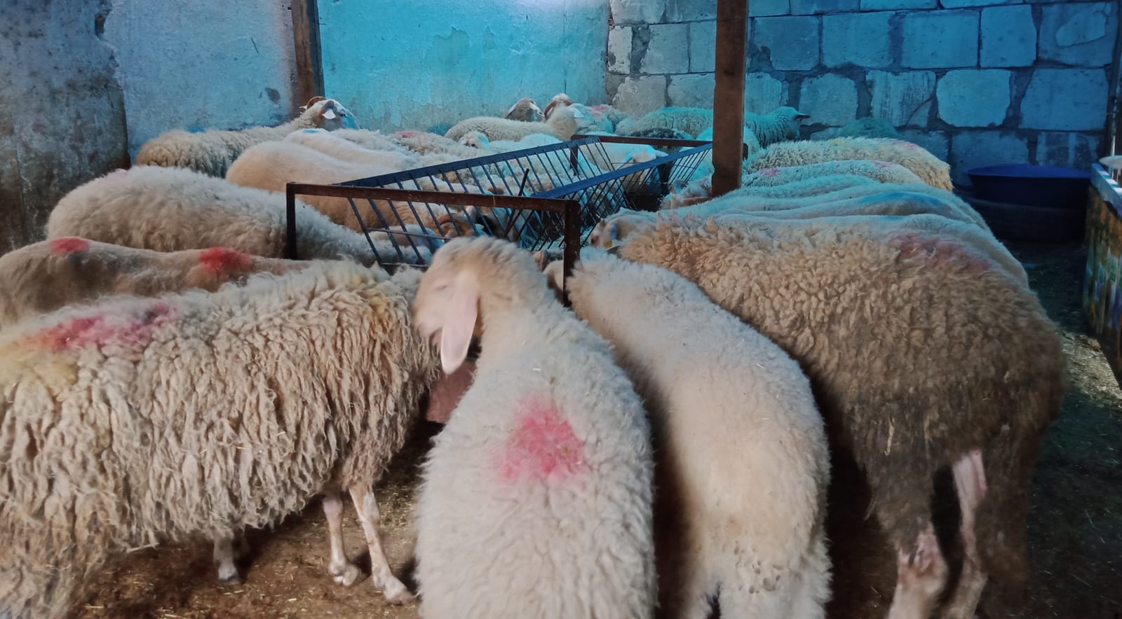 Malatya Adaklık Kuzu