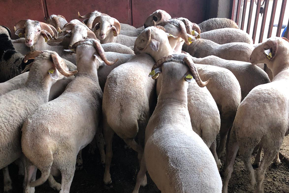 Malatya’da Adaklık Koç Satışı