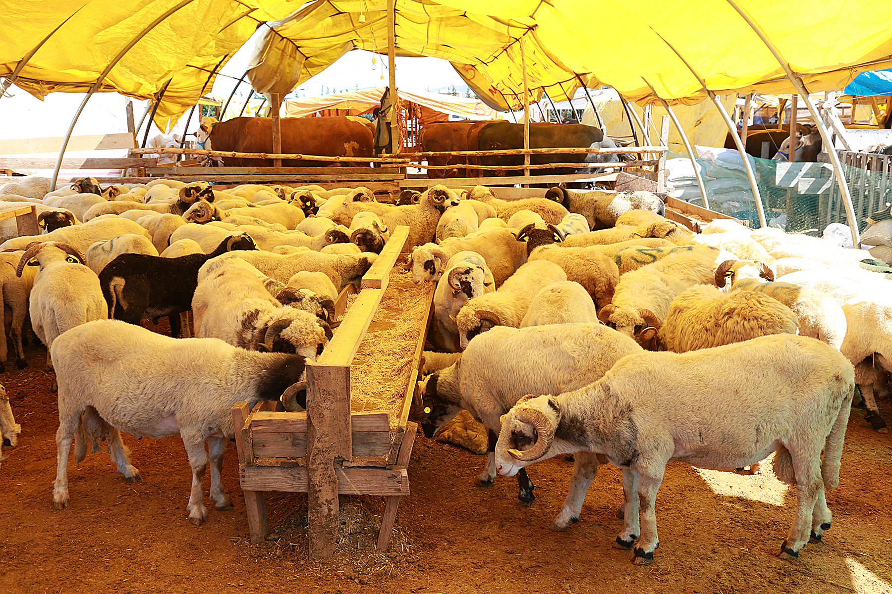 Toklu Kurbanlık Satışı
