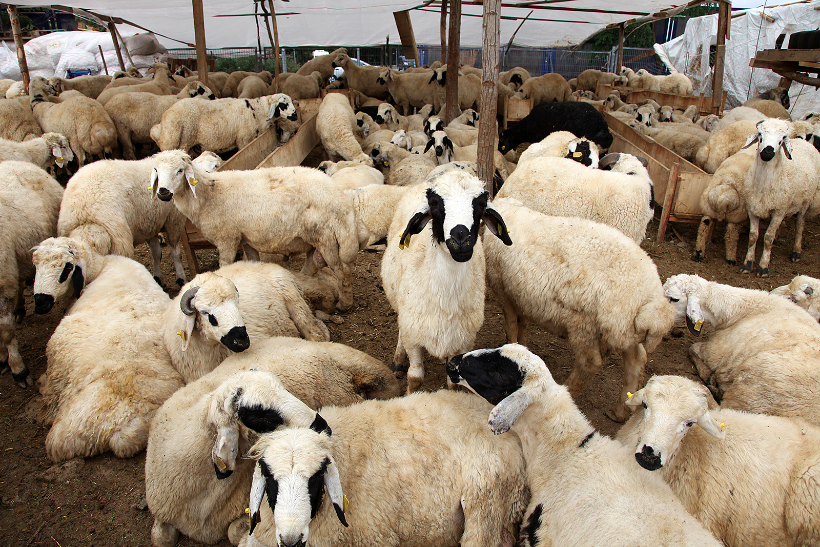Adaklık Kuzu Hizmeti Malatya