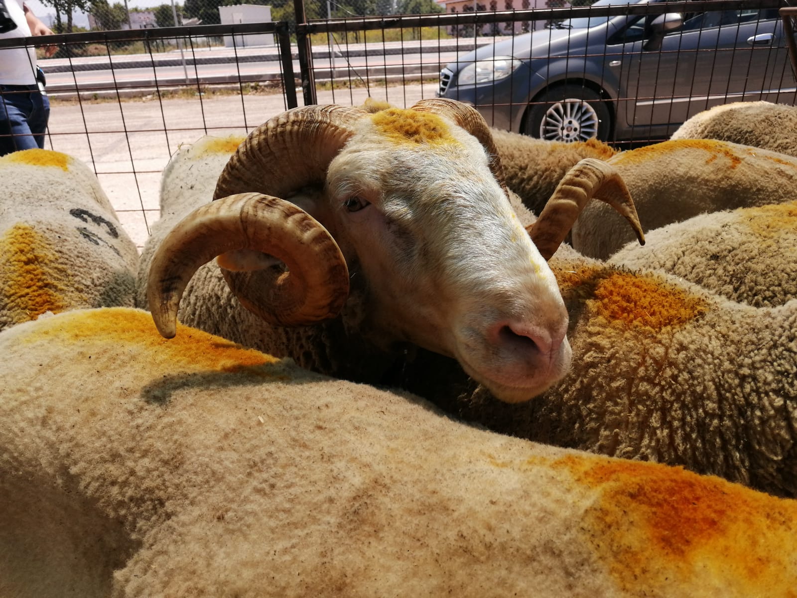 Oğlak Kurbanlık Satışı