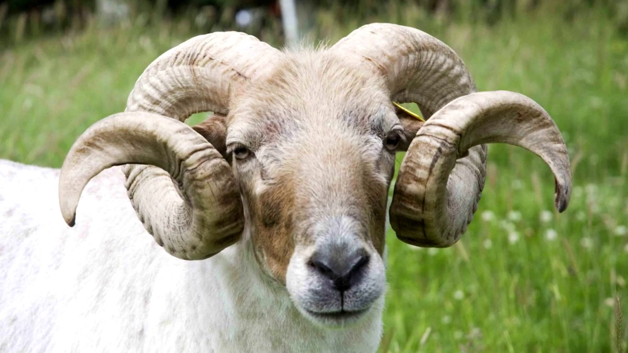 Malatya’da Adaklık Keçi Temini